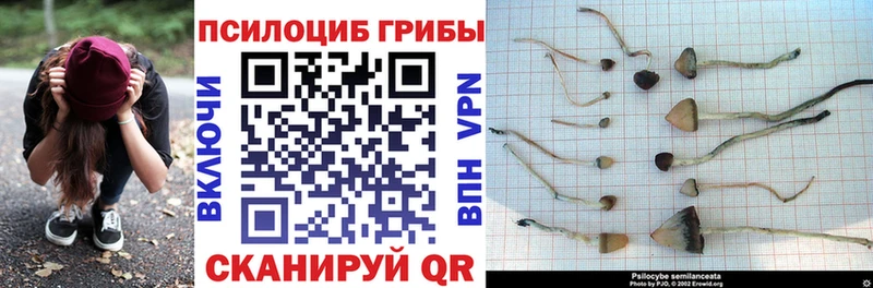 Галлюциногенные грибы прущие грибы  Купить закладки  Почеп 